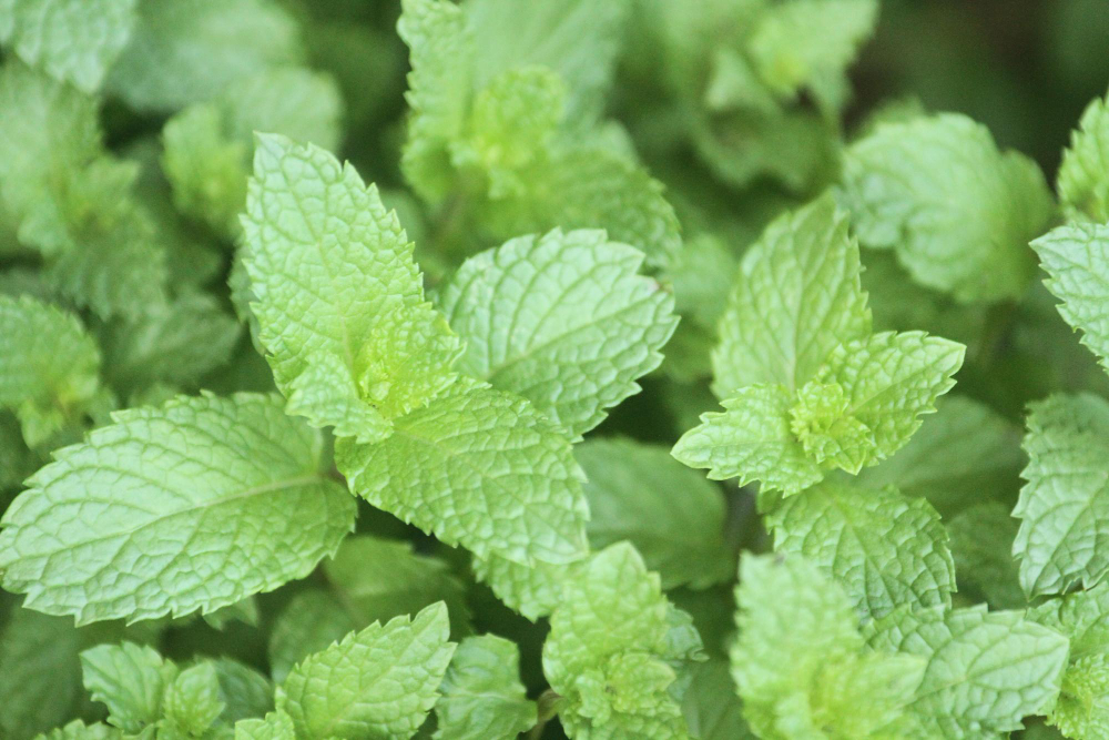 Melisos vartojimas: arbata, švieži lapai, ekstraktai