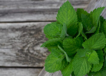 Melisos nauda ir galimas šalutinis poveikis