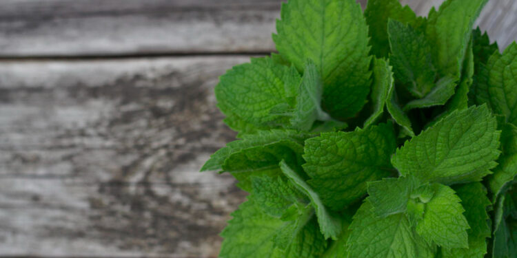 Melisos nauda ir galimas šalutinis poveikis