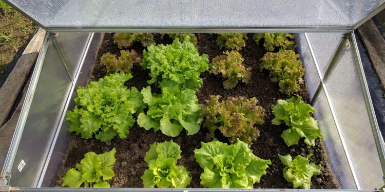 Kada sėti salotas 2026 metais