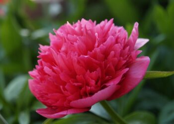 Visos bijūnų rūšys