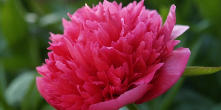 Visos bijūnų rūšys