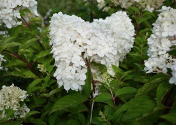 Hortenzija „Samarskaja Lidija“ – auginimas, priežiūra ir žydėjimo ypatumai