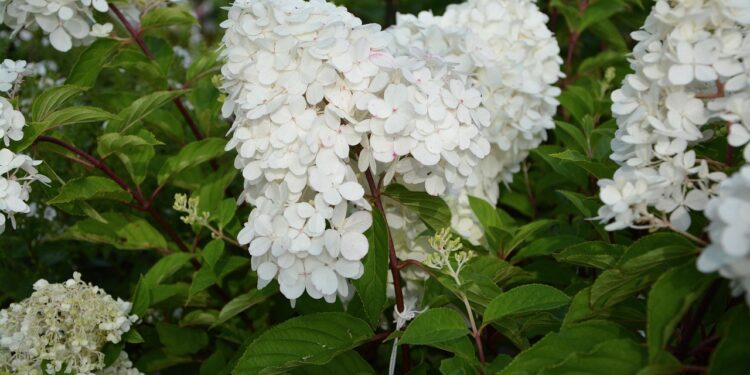 Hortenzija „Samarskaja Lidija“ – auginimas, priežiūra ir žydėjimo ypatumai