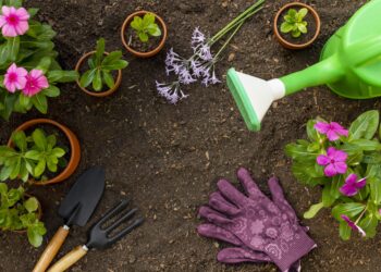 Ką sodinti balandžio mėnesį 2026 metais