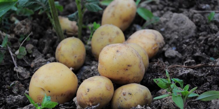 Kada sėti bulves 2026 metais