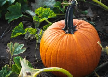 Kada sėti moliūgus 2026 metais: kada pataikau tiksliai ir neperšoku gamtos