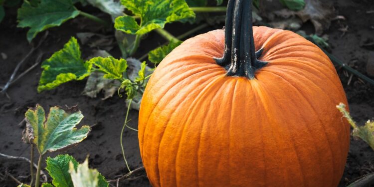 Kada sėti moliūgus 2026 metais: kada pataikau tiksliai ir neperšoku gamtos