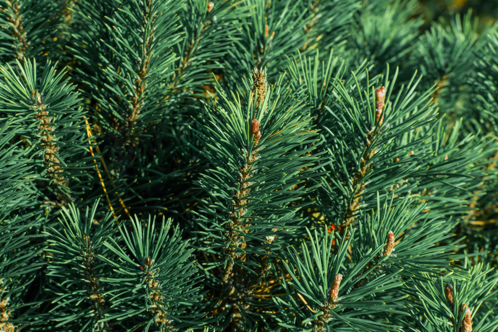 Kaip atskirti pušų amarą nuo sakų ar kitų spygliuočių problemų