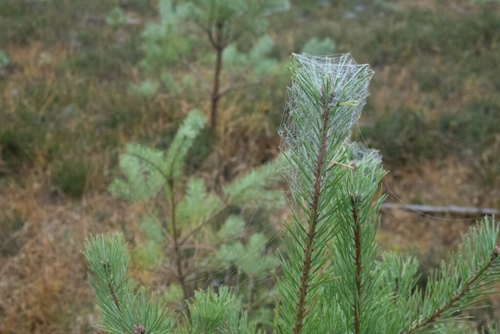Natūralūs ir liaudiški būdai, kaip naikinti pušų amarą