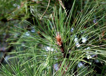Pušų amaras: kaip atpažinti, kokią žalą daro ir kaip veiksmingai naikinti