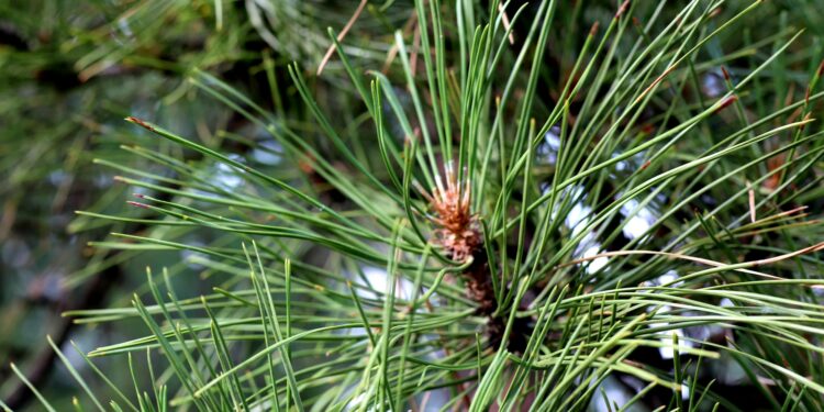 Pušų amaras: kaip atpažinti, kokią žalą daro ir kaip veiksmingai naikinti