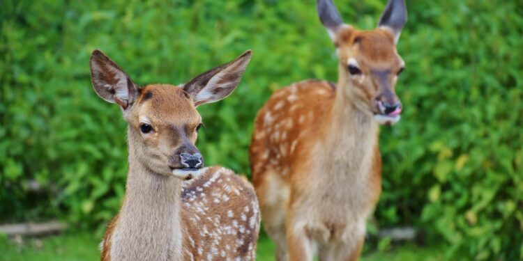Kaip atbaidyti stirnas iš sodo, daržo ar sodybos teritorijos nekenkiant gyvūnams