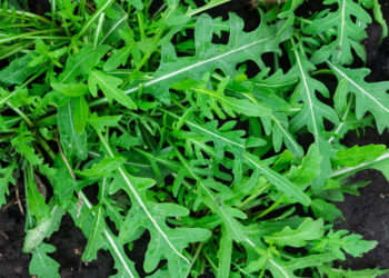 Rukolos auginimas: kaip užsiauginti nuo sėjos iki derliaus