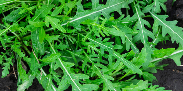 Rukolos auginimas: kaip užsiauginti nuo sėjos iki derliaus