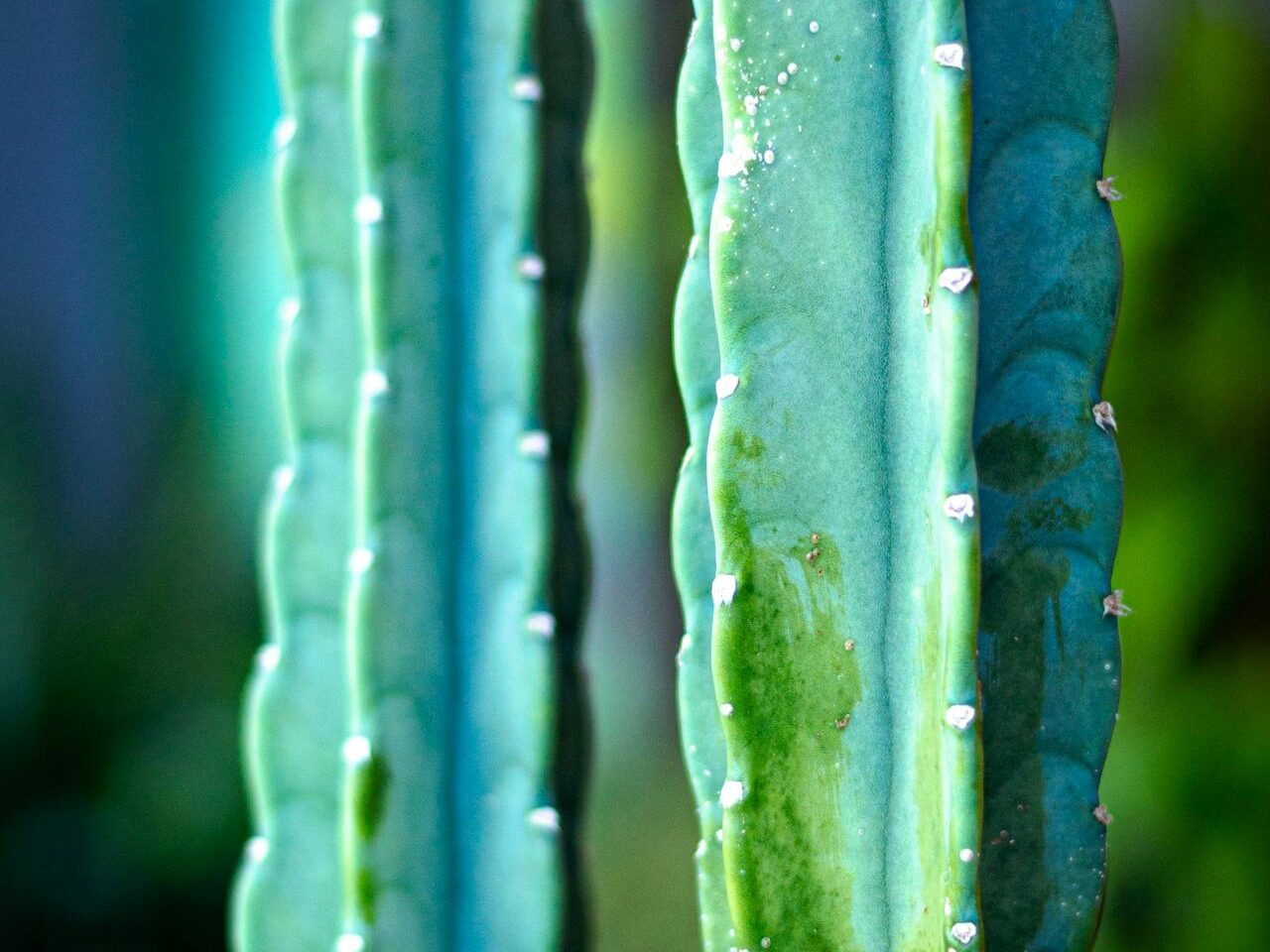 Dažniausios San Pedro auginimo klaidos ir problemos