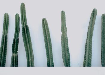 San Pedro kaktusas: kilmė, savybės ir auginimas