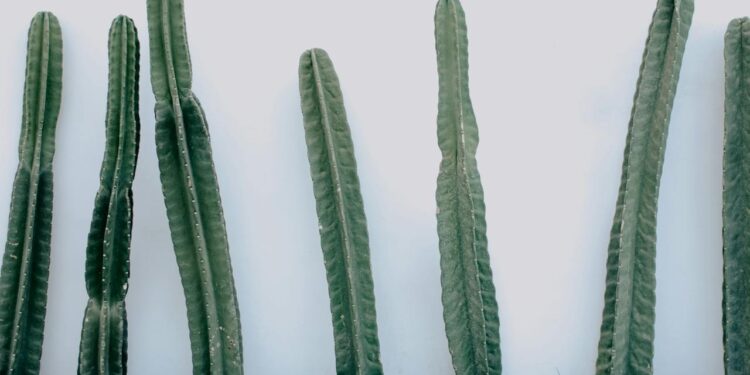 San Pedro kaktusas: kilmė, savybės ir auginimas