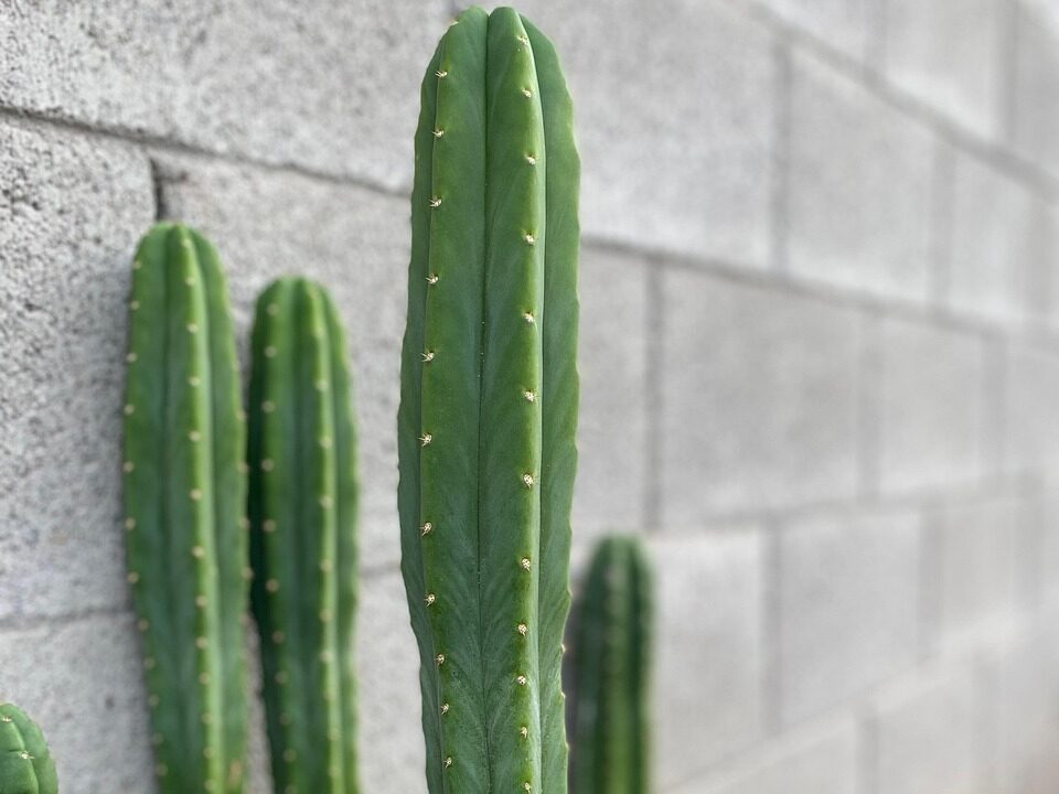 Laistymas, tręšimas ir kasdienė San Pedro priežiūra
