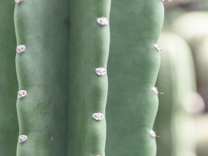 Kur ir kaip auginti San Pedro kaktusą namuose