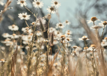 Laukinės pavasario gėlės Lietuvoje: pavadinimai ir nuotraukos