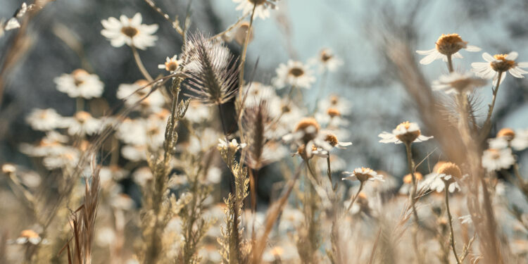 Laukinės pavasario gėlės Lietuvoje: pavadinimai ir nuotraukos