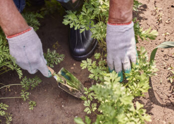 Ką sodinti rugpjūčio mėnesį 2026?