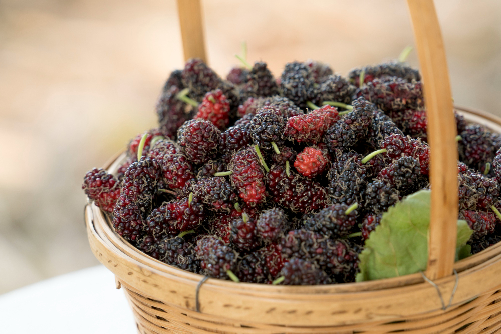 Galimas šilkmedžio uogų šalutinis poveikis ir atsargumo priemonės