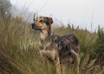 Humaniškos priemonės šunims atbaidyti nuo kiemo, daržo ar teritorijos nekenkiant gyvūnams ir aplinkai