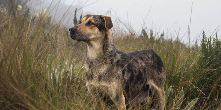 Humaniškos priemonės šunims atbaidyti nuo kiemo, daržo ar teritorijos nekenkiant gyvūnams ir aplinkai