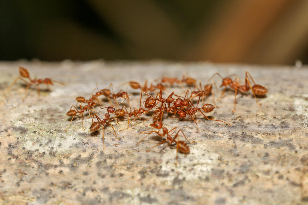 Skruzdėlių privalumai ir trūkumai gyvenant šalia