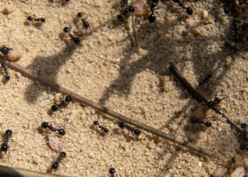 Skruzdėlių atbaidymas namuose, sode ir kieme