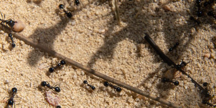 Skruzdėlių atbaidymas namuose, sode ir kieme