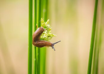 Ilgalaikė šliužų kontrolė sode: kas iš tikrųjų veikia
