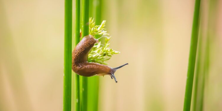 Ilgalaikė šliužų kontrolė sode: kas iš tikrųjų veikia