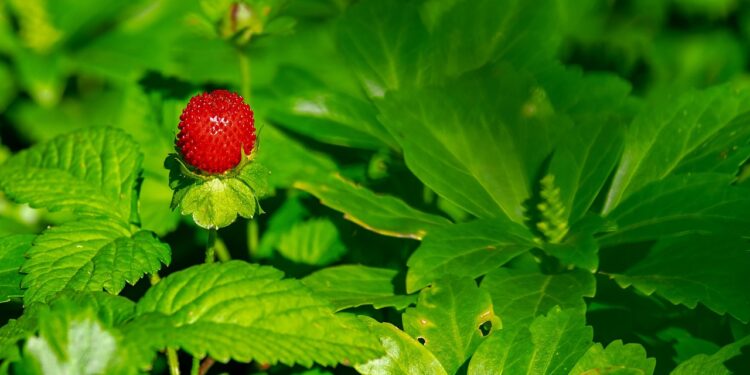 kada sėti žemuoges 2026