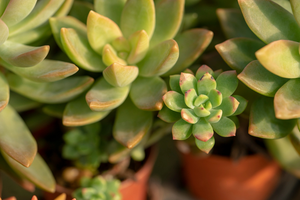 Žemė ir vazonas: kas svarbu sveikam sukulentui
