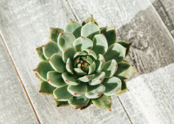 Sukulentų priežiūra: laistymas, šviesa ir dažniausios klaidos