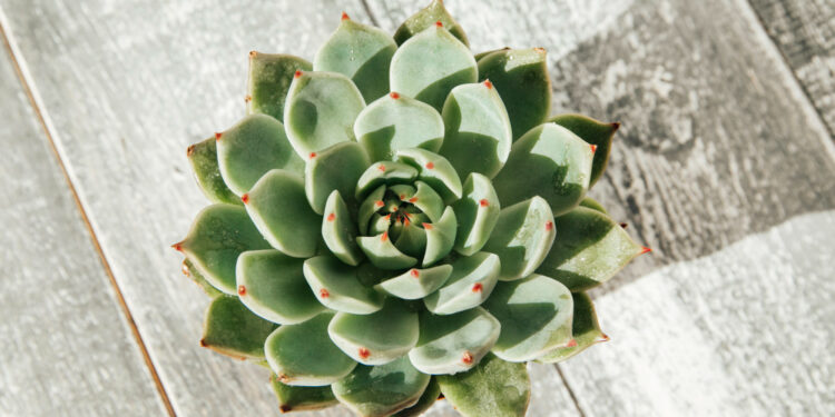 Sukulentų priežiūra: laistymas, šviesa ir dažniausios klaidos