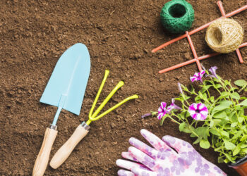 Ką sodinti liepos mėnesį 2026 metais