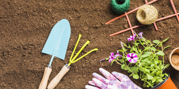 Ką sodinti liepos mėnesį 2026 metais