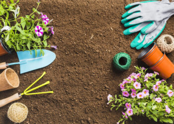 Ką sodinti gegužės mėnesį 2026 metais