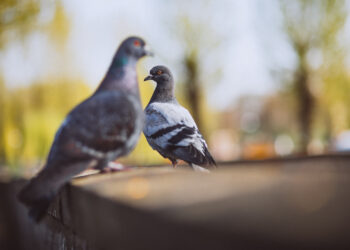 Kaip atbaidyti balandžius nuo balkonų, stogų ir kiemo