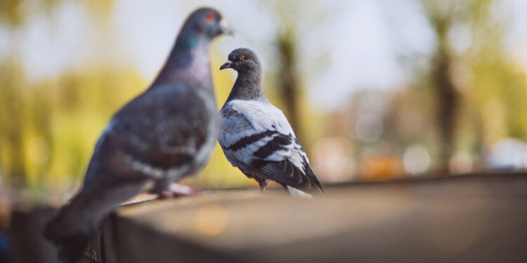 Kaip atbaidyti balandžius nuo balkonų, stogų ir kiemo