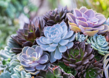 Žydintys sukulentai: kurios rūšys džiugina žiedais