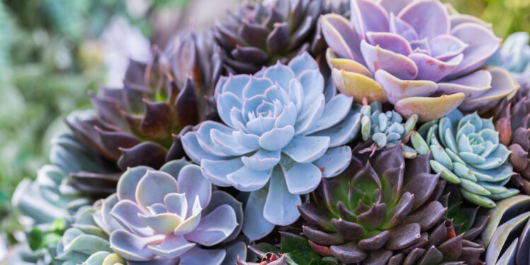 Žydintys sukulentai: kurios rūšys džiugina žiedais