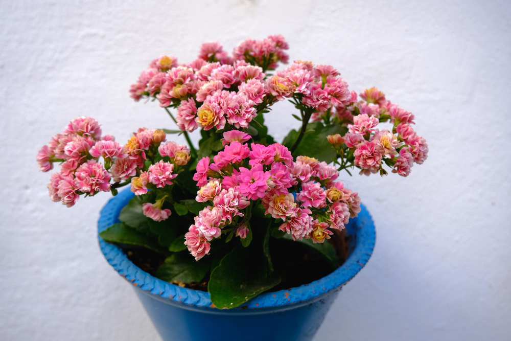 Kalankė: dažniausiai žydintis kambarinis sukulentas