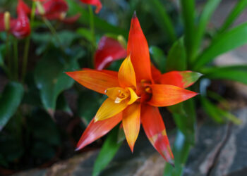 Bromelijos rūšys ir jų auginimas: ką svarbu žinoti pradedantiesiems