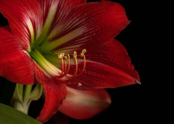 Amarilio auginimas: sodinimas, persodinimas ir priežiūra vazone bei lauke