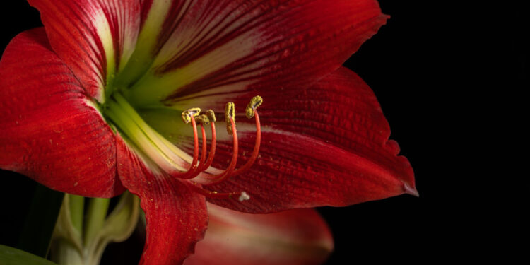 Amarilio auginimas: sodinimas, persodinimas ir priežiūra vazone bei lauke